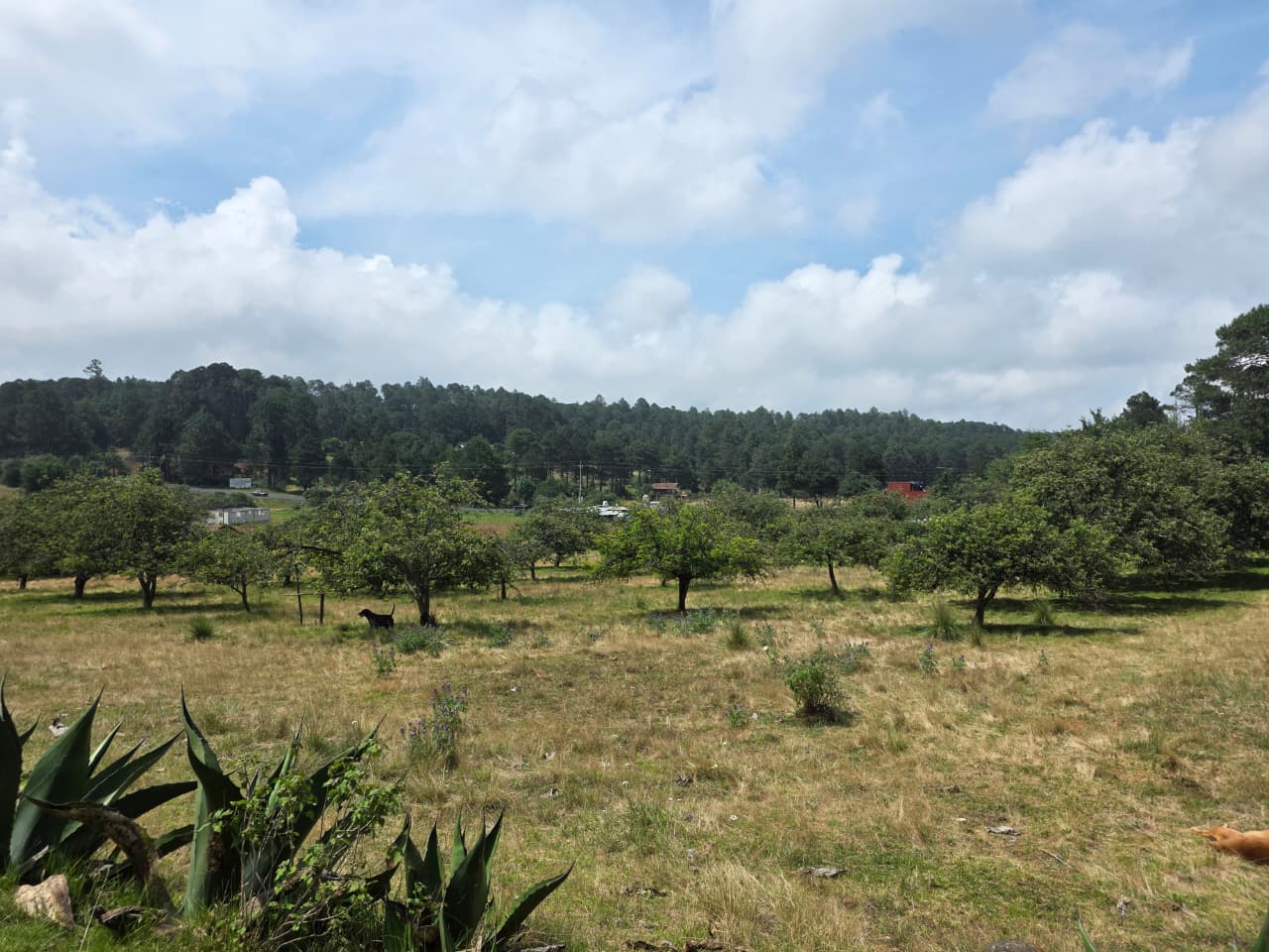 Proyecto Matlahuacala